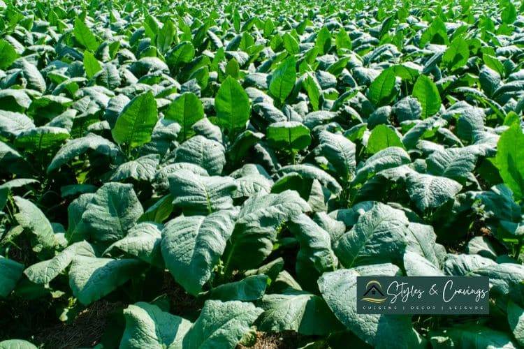 What Are Some Good Cigars For Beginners Cigar Plantation